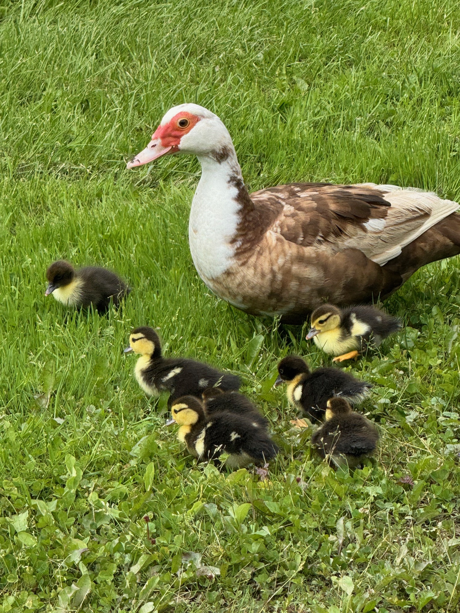 A mother duck with brown and white feathers stands on green grass, surrounded by seven small, fluffy ducklings. The ducklings are dark with yellow patches, scattered around the mother.