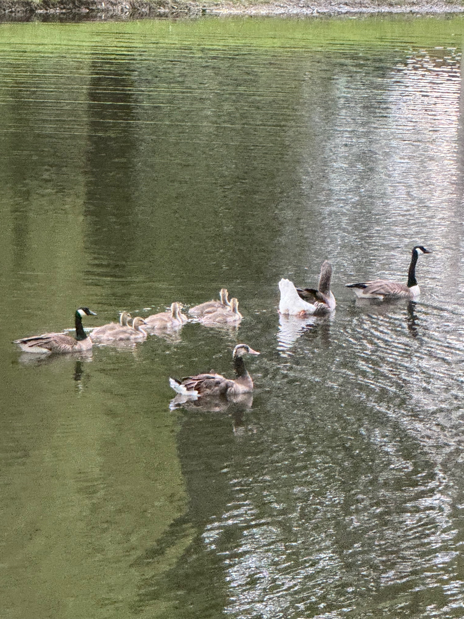 A group of geese and goslings swim together on a calm, greenish pond. Two adult geese lead and follow, with several young goslings swimming in between. The water reflects their shapes.
